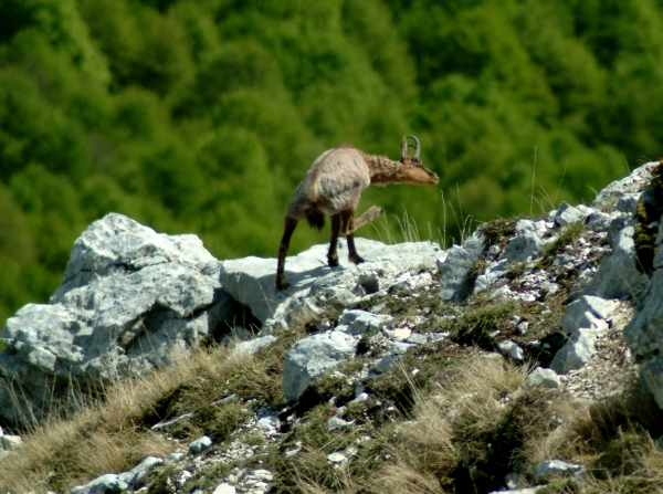 Camoscio d''Abruzzo Rupicapra pyrenaica ornata